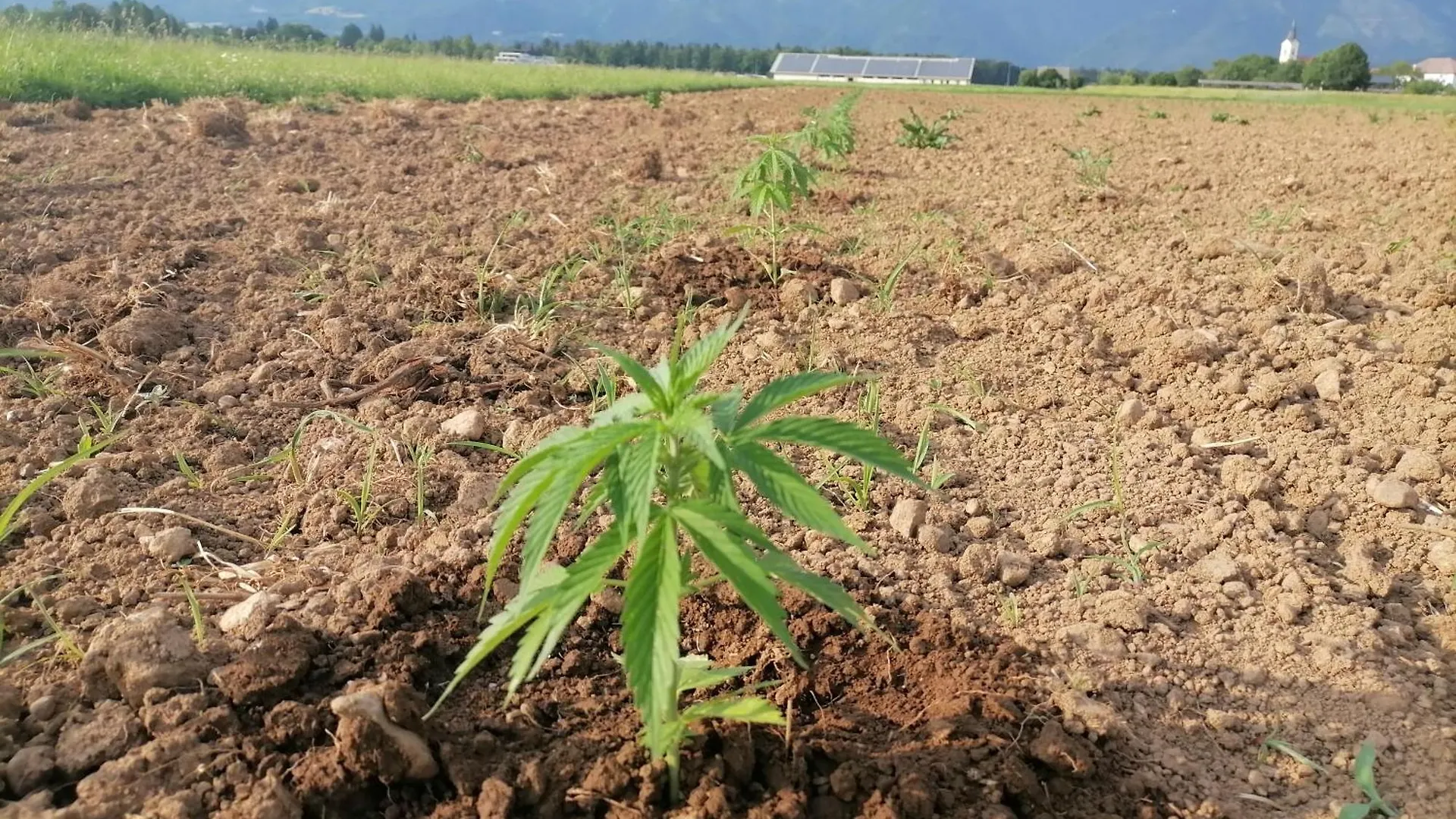קראנז' Hemp Farm Paradise Near Bled And Ljubljana